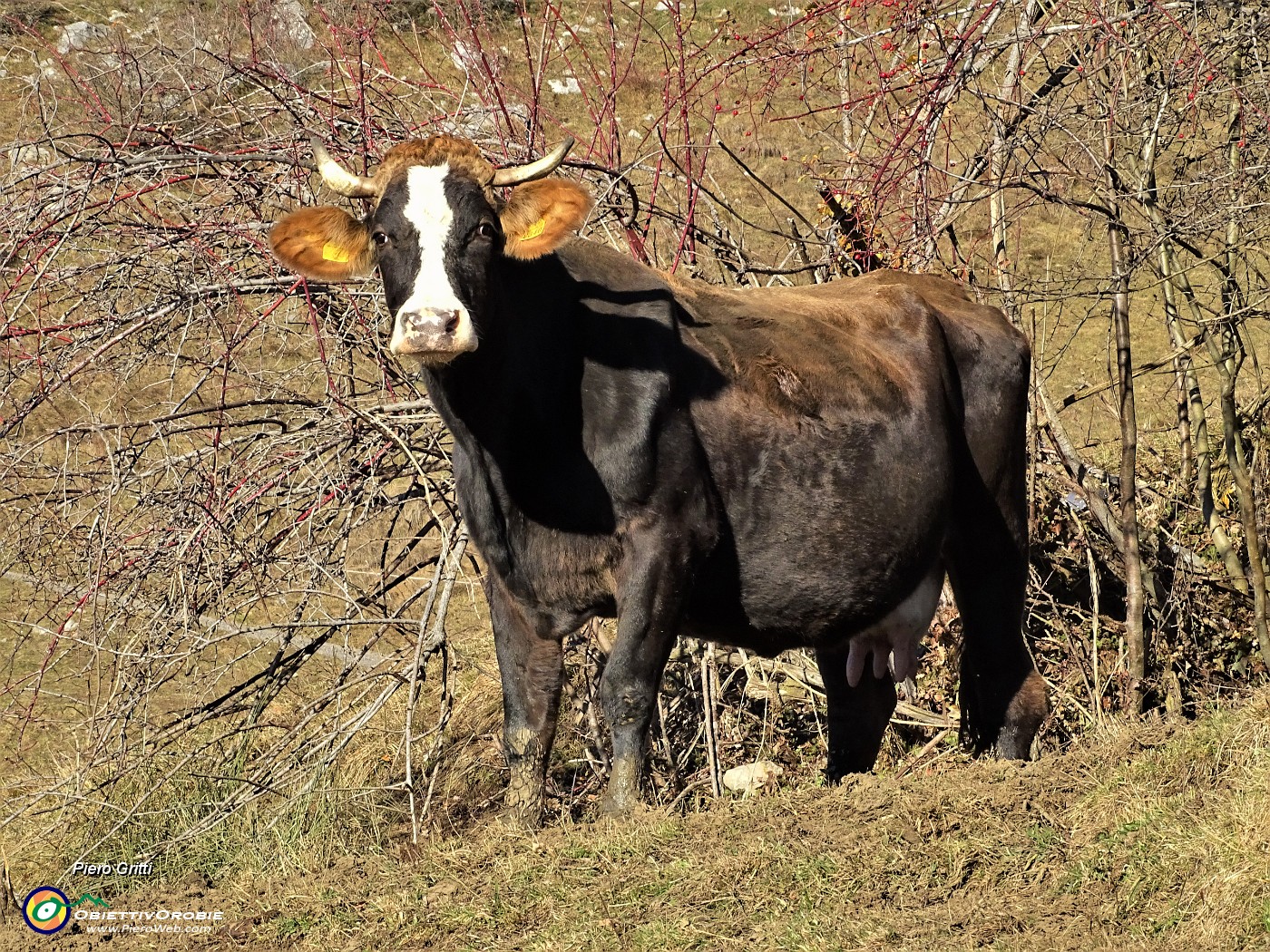 12 Mucca al pascolo nei prati del Crosnello.JPG